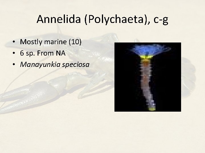 Annelida (Polychaeta), c-g • Mostly marine (10) • 6 sp. From NA • Manayunkia