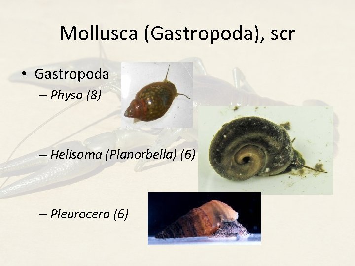 Mollusca (Gastropoda), scr • Gastropoda – Physa (8) – Helisoma (Planorbella) (6) – Pleurocera