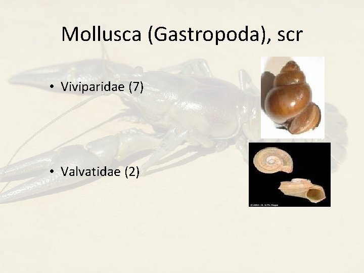 Mollusca (Gastropoda), scr • Viviparidae (7) • Valvatidae (2) 