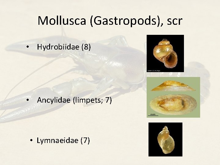 Mollusca (Gastropods), scr • Hydrobiidae (8) • Ancylidae (limpets; 7) • Lymnaeidae (7) 