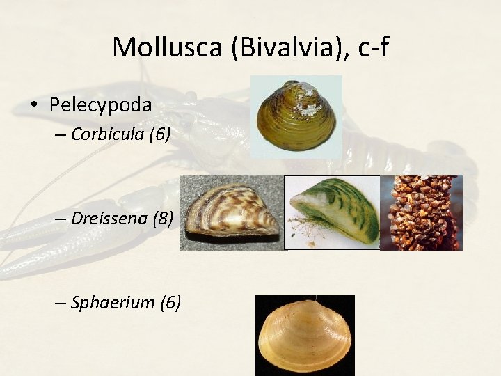 Mollusca (Bivalvia), c-f • Pelecypoda – Corbicula (6) – Dreissena (8) – Sphaerium (6)