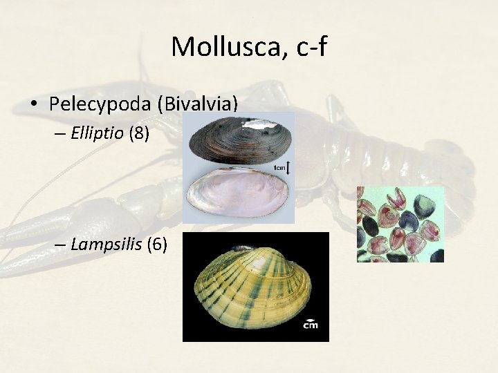 Mollusca, c-f • Pelecypoda (Bivalvia) – Elliptio (8) – Lampsilis (6) 
