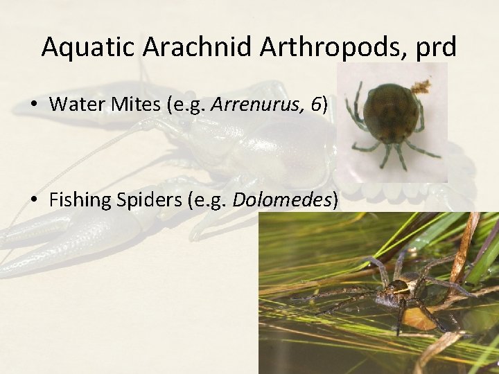 Aquatic Arachnid Arthropods, prd • Water Mites (e. g. Arrenurus, 6) • Fishing Spiders