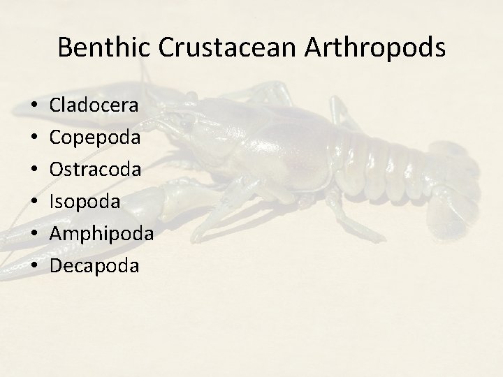 Benthic Crustacean Arthropods • • • Cladocera Copepoda Ostracoda Isopoda Amphipoda Decapoda 