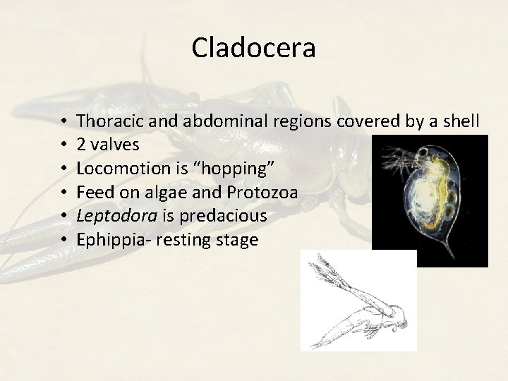 Cladocera • • • Thoracic and abdominal regions covered by a shell 2 valves