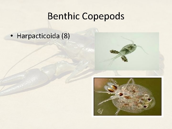 Benthic Copepods • Harpacticoida (8) 