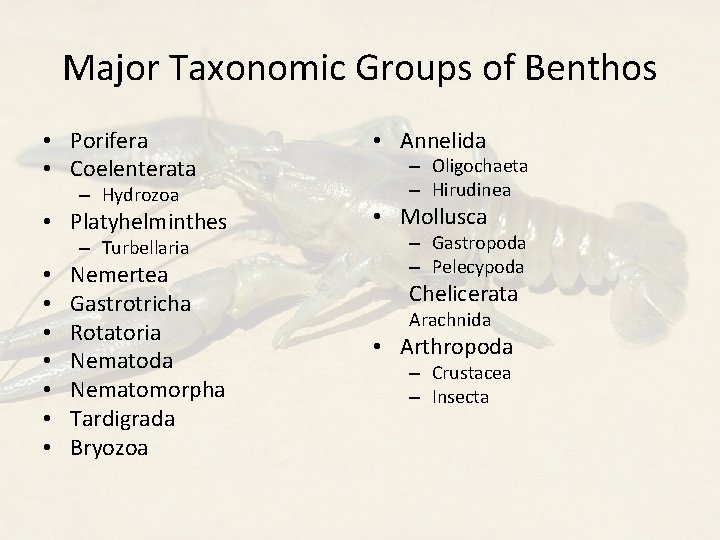 Major Taxonomic Groups of Benthos • Porifera • Coelenterata • Annelida • Platyhelminthes •