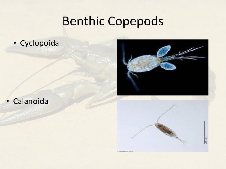 Benthic Copepods • Cyclopoida • Calanoida 