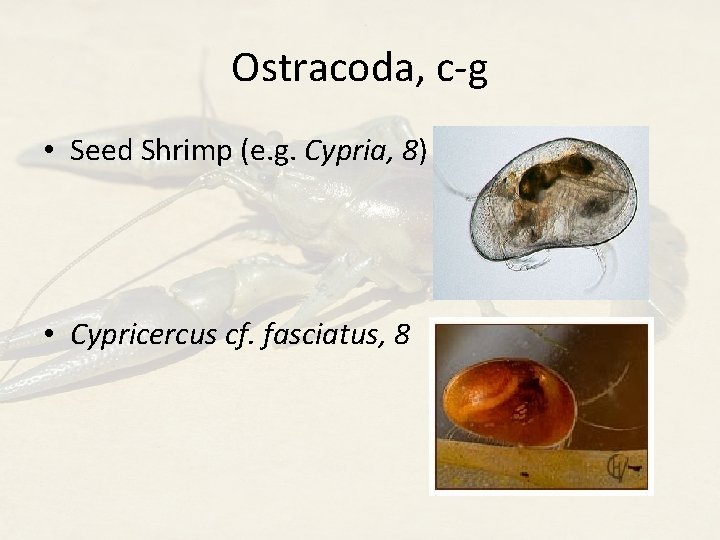 Ostracoda, c-g • Seed Shrimp (e. g. Cypria, 8) • Cypricercus cf. fasciatus, 8