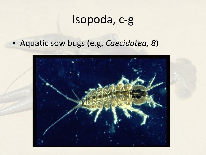 Isopoda, c-g • Aquatic sow bugs (e. g. Caecidotea, 8) 