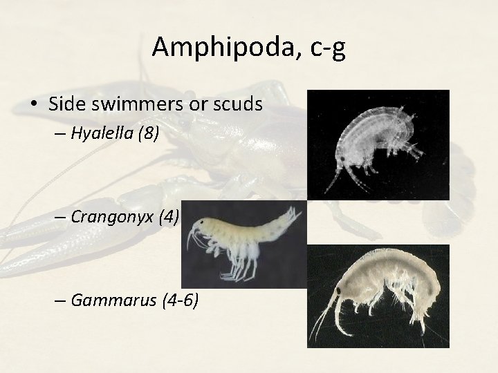 Amphipoda, c-g • Side swimmers or scuds – Hyalella (8) – Crangonyx (4) –