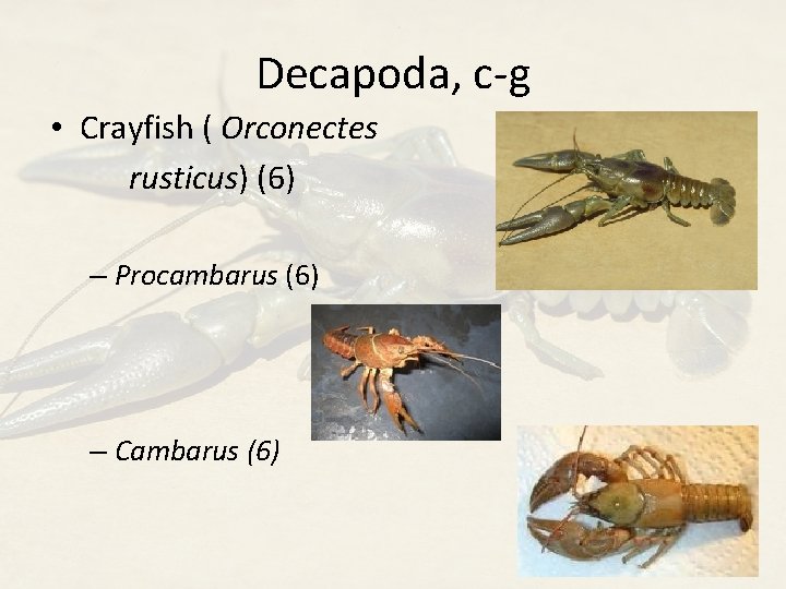 Decapoda, c-g • Crayfish ( Orconectes rusticus) (6) – Procambarus (6) – Cambarus (6)