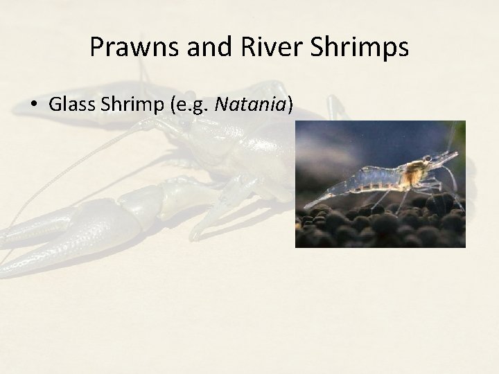 Prawns and River Shrimps • Glass Shrimp (e. g. Natania) 