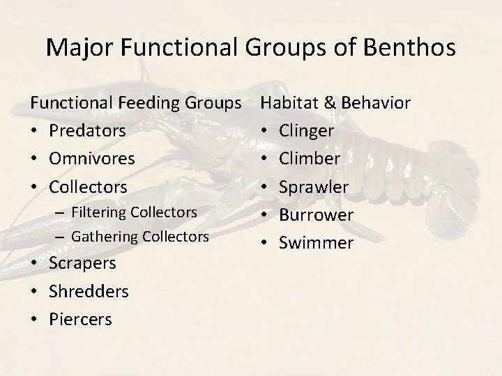 Major Functional Groups of Benthos Functional Feeding Groups • Predators • Omnivores • Collectors