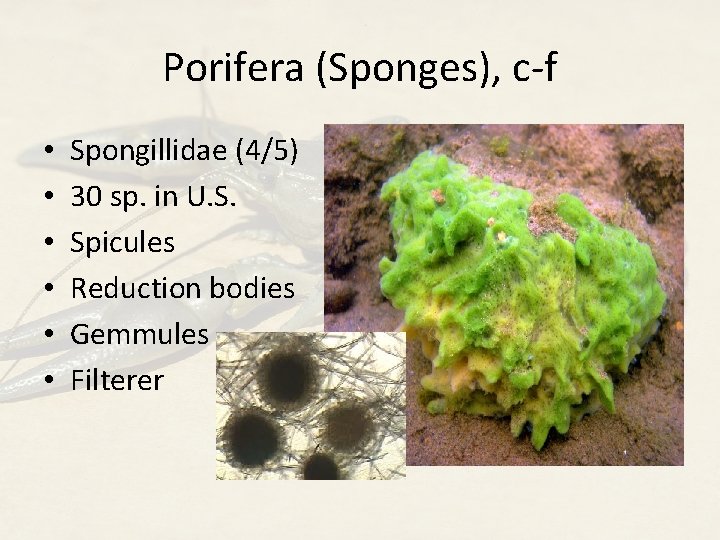 Porifera (Sponges), c-f • • • Spongillidae (4/5) 30 sp. in U. S. Spicules