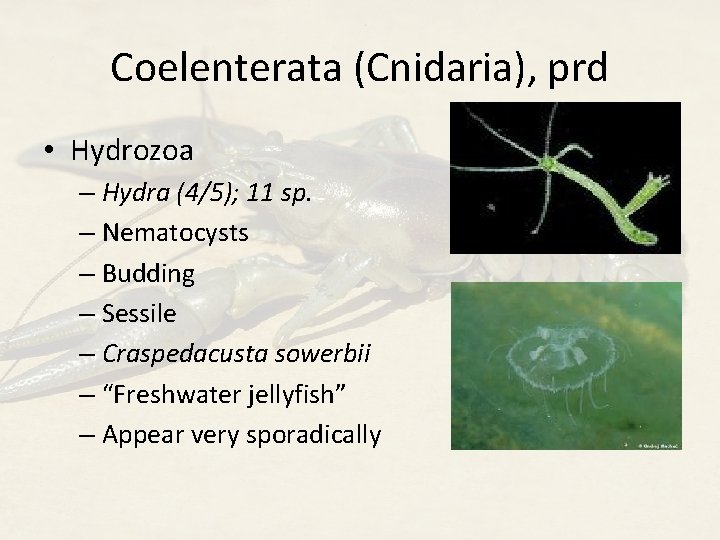 Coelenterata (Cnidaria), prd • Hydrozoa – Hydra (4/5); 11 sp. – Nematocysts – Budding
