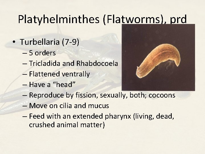 Platyhelminthes (Flatworms), prd • Turbellaria (7 -9) – 5 orders – Tricladida and Rhabdocoela