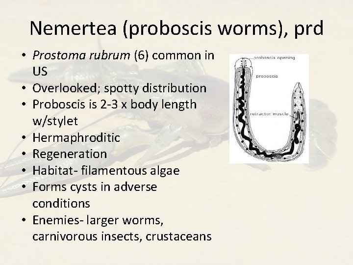 Nemertea (proboscis worms), prd • Prostoma rubrum (6) common in US • Overlooked; spotty