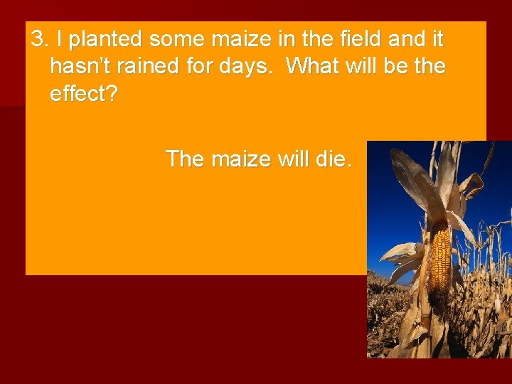 3. I planted some maize in the field and it hasn’t rained for days.