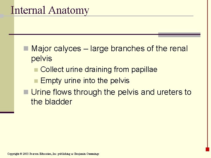Internal Anatomy n Major calyces – large branches of the renal pelvis Collect urine