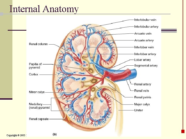 Internal Anatomy Copyright © 2003 Pearson Education, Inc. publishing as Benjamin Cummings 