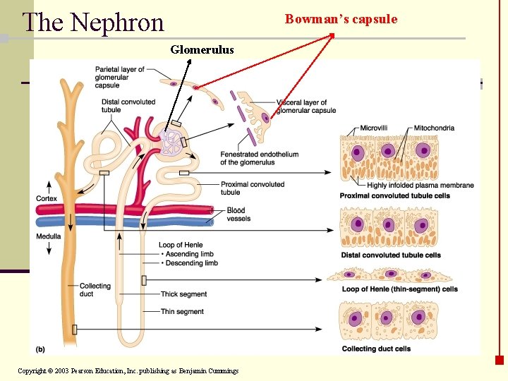 The Nephron Bowman’s capsule Glomerulus Copyright © 2003 Pearson Education, Inc. publishing as Benjamin