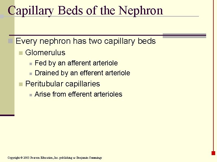 Capillary Beds of the Nephron n Every nephron has two capillary beds n Glomerulus