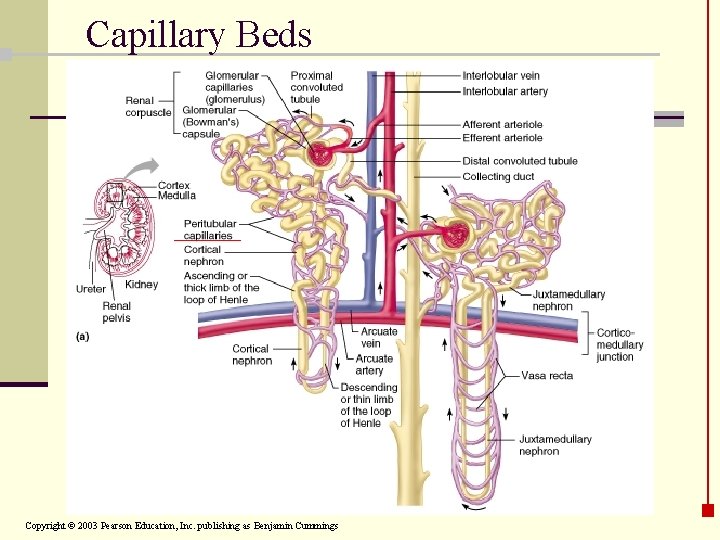 Capillary Beds Copyright © 2003 Pearson Education, Inc. publishing as Benjamin Cummings 