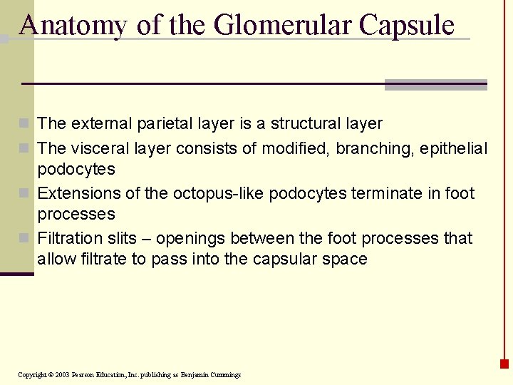 Anatomy of the Glomerular Capsule n The external parietal layer is a structural layer