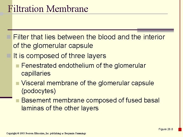 Filtration Membrane n Filter that lies between the blood and the interior of the