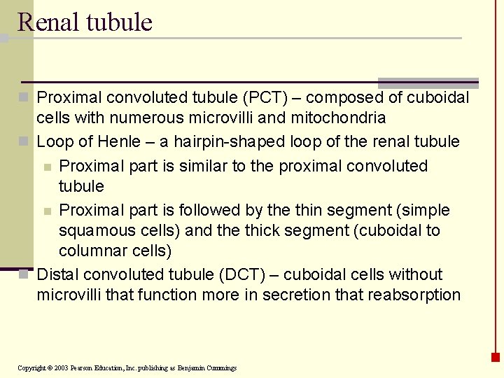 Renal tubule n Proximal convoluted tubule (PCT) – composed of cuboidal cells with numerous