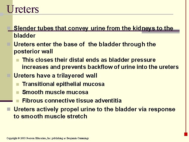 Ureters n Slender tubes that convey urine from the kidneys to the bladder n