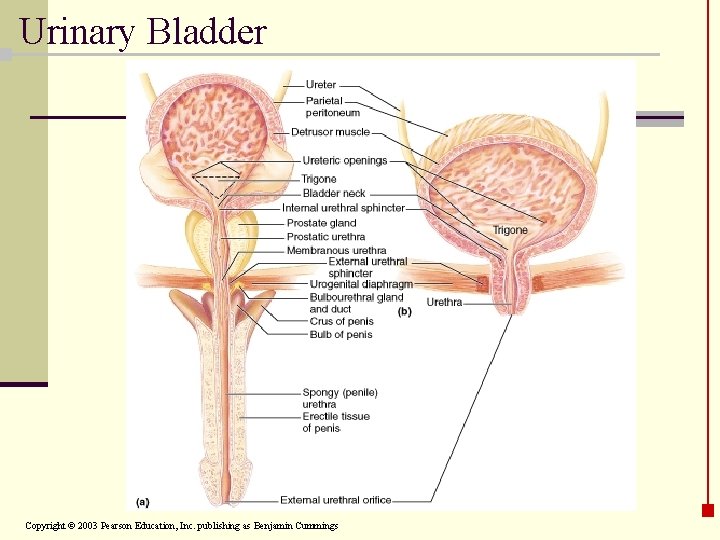 Urinary Bladder Copyright © 2003 Pearson Education, Inc. publishing as Benjamin Cummings 