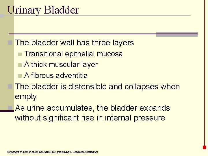 Urinary Bladder n The bladder wall has three layers n Transitional epithelial mucosa n