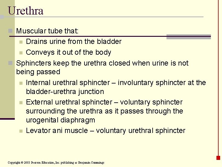 Urethra n Muscular tube that: Drains urine from the bladder n Conveys it out