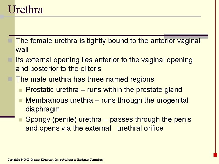 Urethra n The female urethra is tightly bound to the anterior vaginal wall n