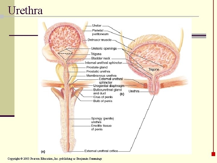 Urethra Copyright © 2003 Pearson Education, Inc. publishing as Benjamin Cummings 