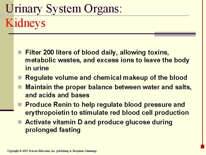 Urinary System Organs: Kidneys n Filter 200 liters of blood daily, allowing toxins, n
