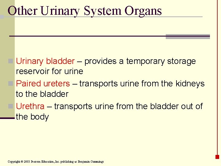 Other Urinary System Organs n Urinary bladder – provides a temporary storage reservoir for