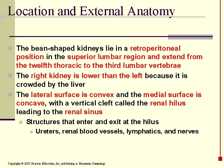 Location and External Anatomy n The bean-shaped kidneys lie in a retroperitoneal position in