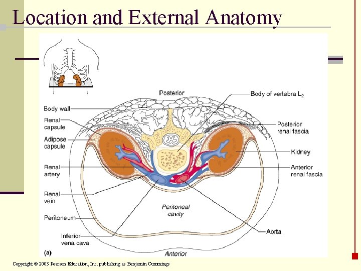 Location and External Anatomy Copyright © 2003 Pearson Education, Inc. publishing as Benjamin Cummings