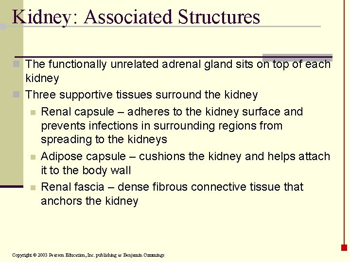 Kidney: Associated Structures n The functionally unrelated adrenal gland sits on top of each