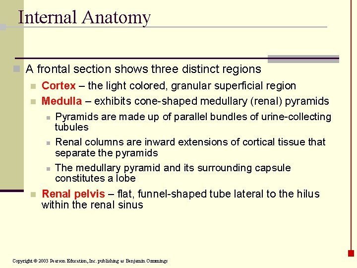 Internal Anatomy n A frontal section shows three distinct regions n Cortex – the