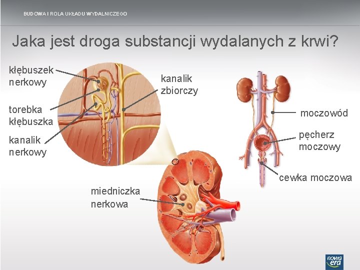 BUDOWA I ROLA UKŁADU WYDALNICZEGO Jaka jest droga substancji wydalanych z krwi? kłębuszek nerkowy