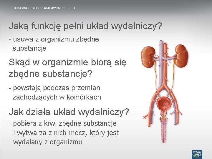 BUDOWA I ROLA UKŁADU WYDALNICZEGO Jaką funkcję pełni układ wydalniczy? - usuwa z organizmu