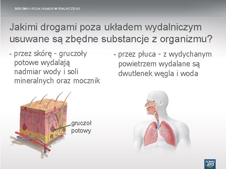 BUDOWA I ROLA UKŁADU WYDALNICZEGO Jakimi drogami poza układem wydalniczym usuwane są zbędne substancje