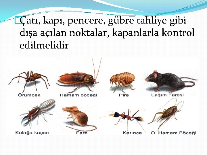 �Çatı, kapı, pencere, gübre tahliye gibi dışa açılan noktalar, kapanlarla kontrol edilmelidir 