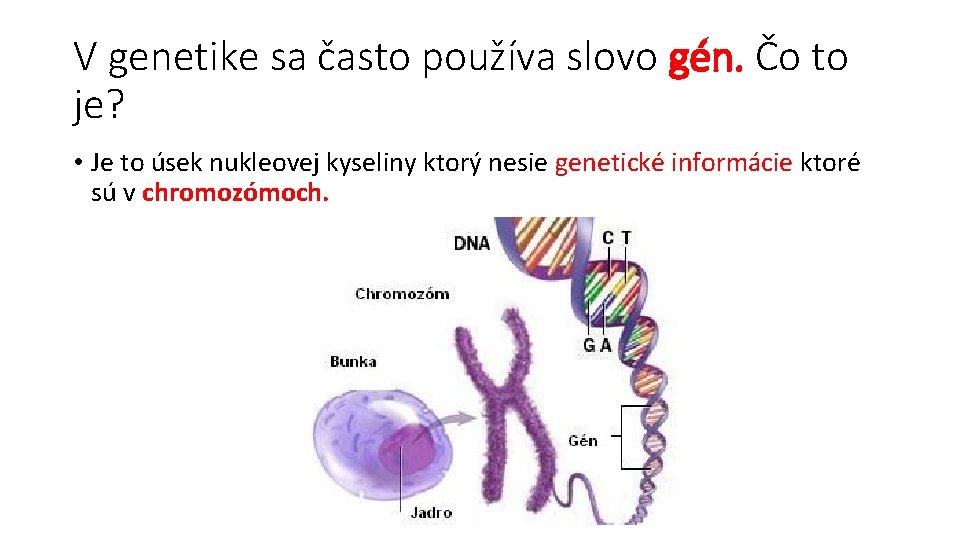 V genetike sa často používa slovo gén. Čo to je? • Je to úsek