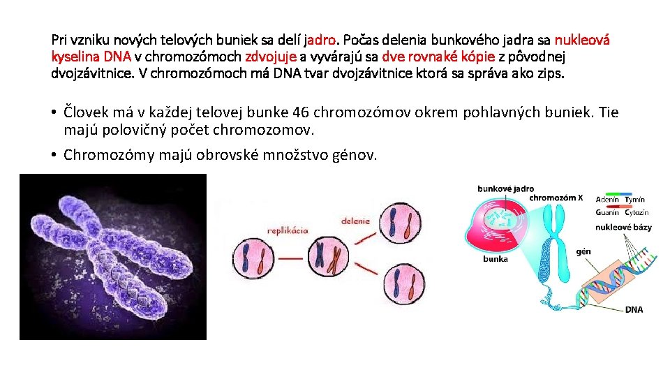 Pri vzniku nových telových buniek sa delí jadro. Počas delenia bunkového jadra sa nukleová