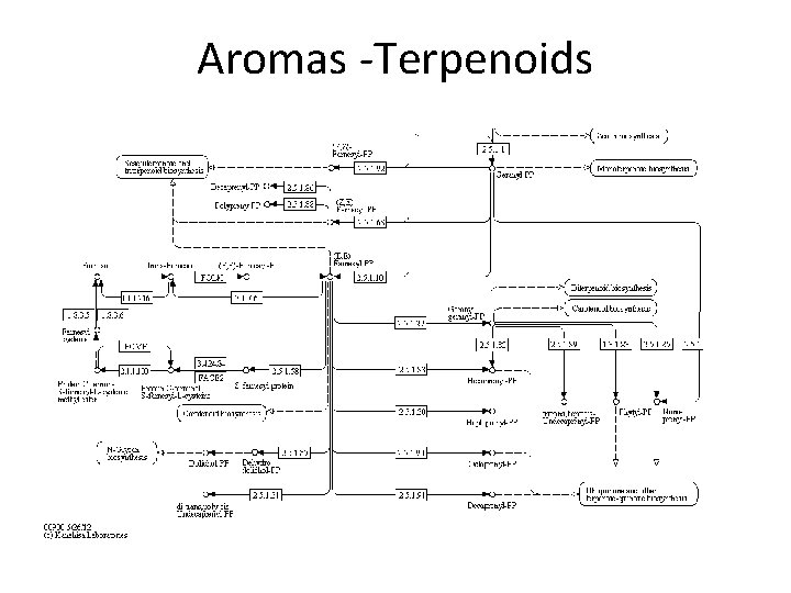 Aromas -Terpenoids 